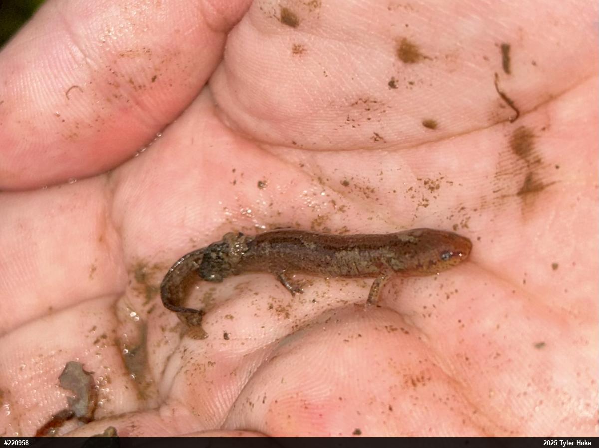 Northern Red Salamander