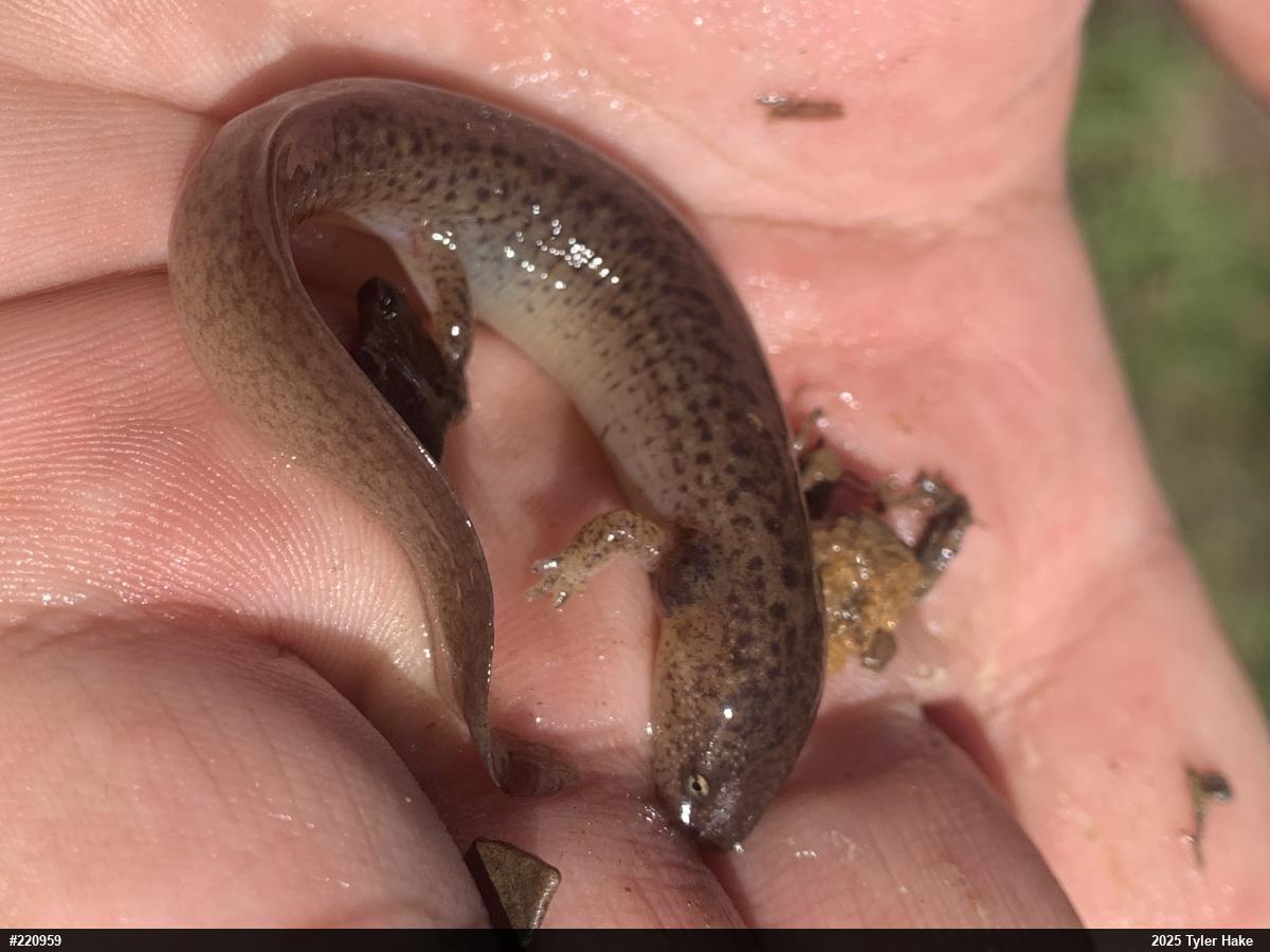 Northern Red Salamander