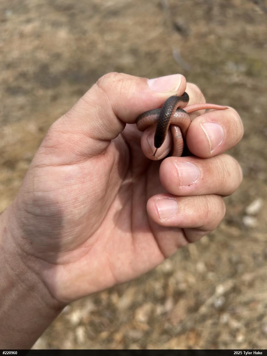 Eastern Wormsnake