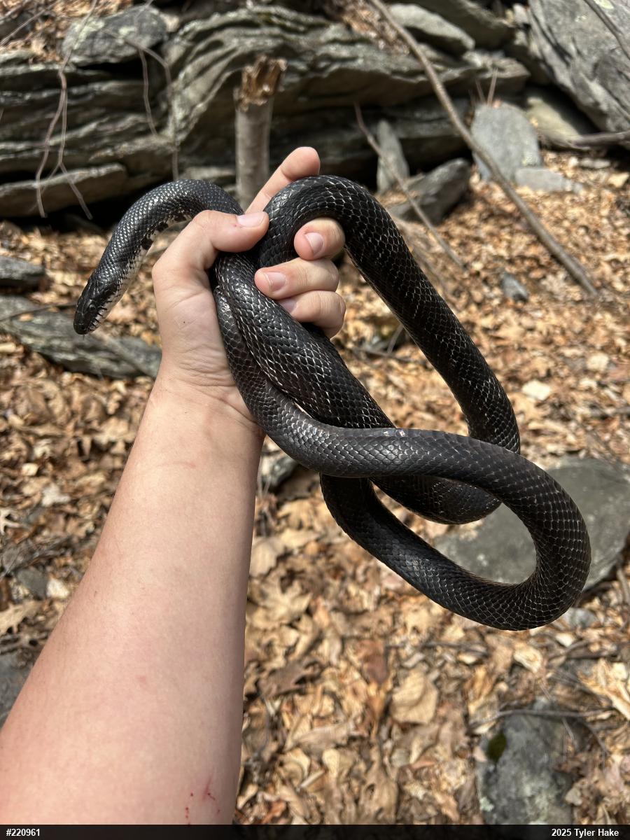 Eastern Ratsnake