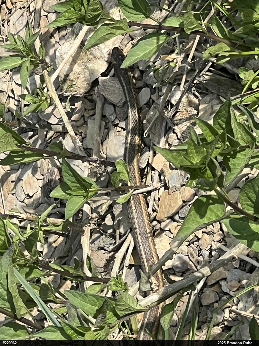 Eastern Gartersnake