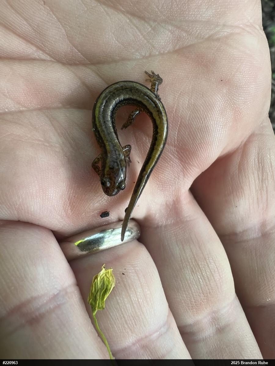 Northern Two-lined Salamander