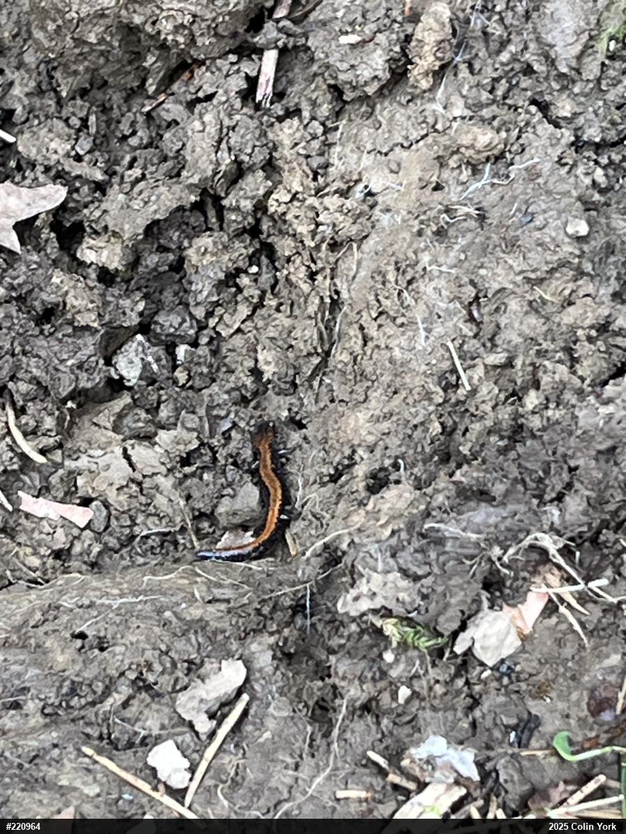 Eastern Red-backed  Salamander
