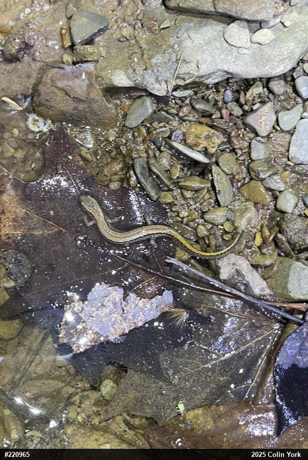 Northern Two-lined Salamander