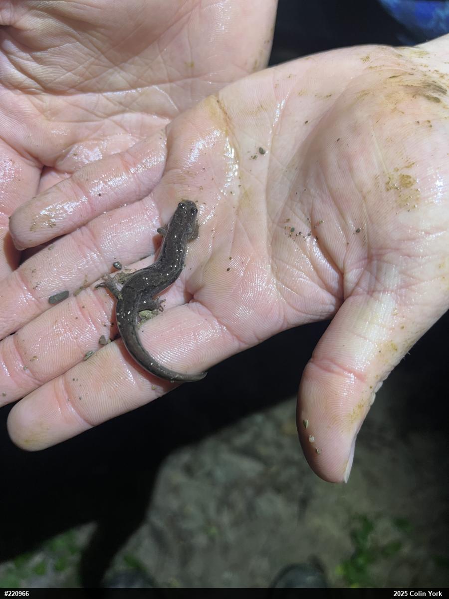 Northern Dusky Salamander