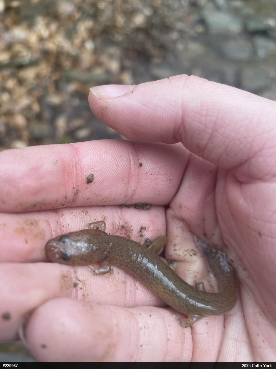 Northern Spring Salamander