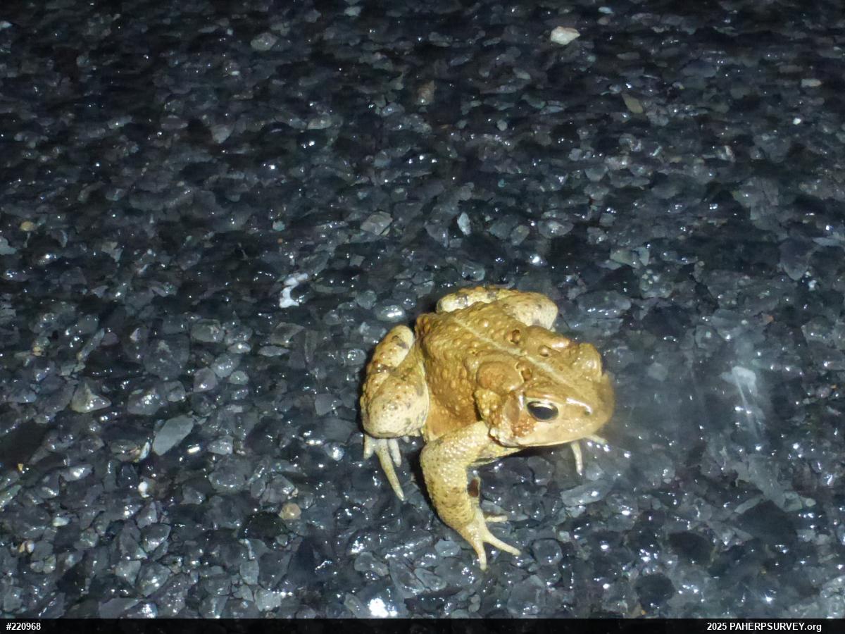 Eastern American Toad