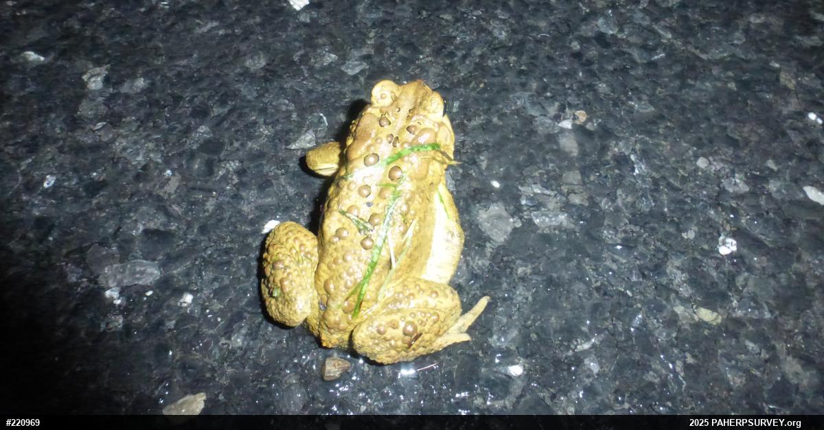 Eastern American Toad