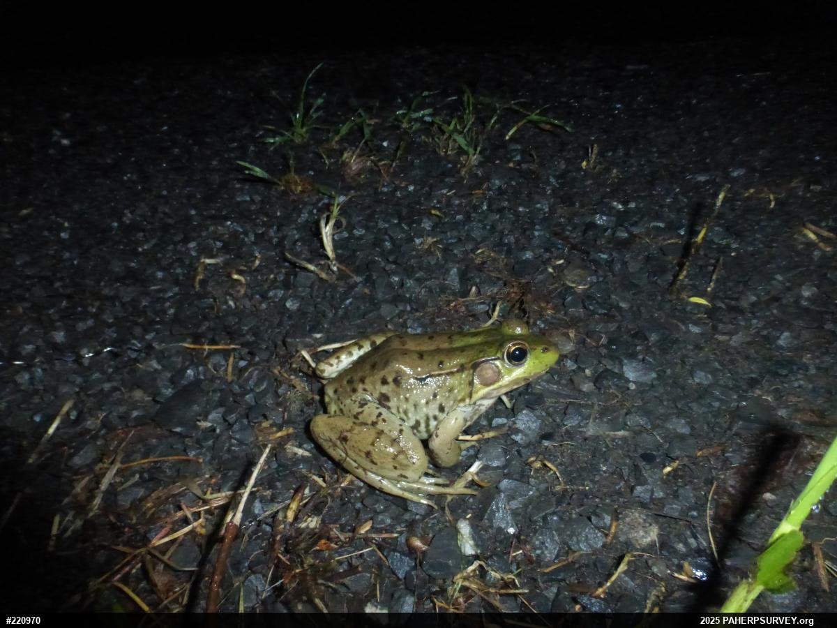 Green Frog