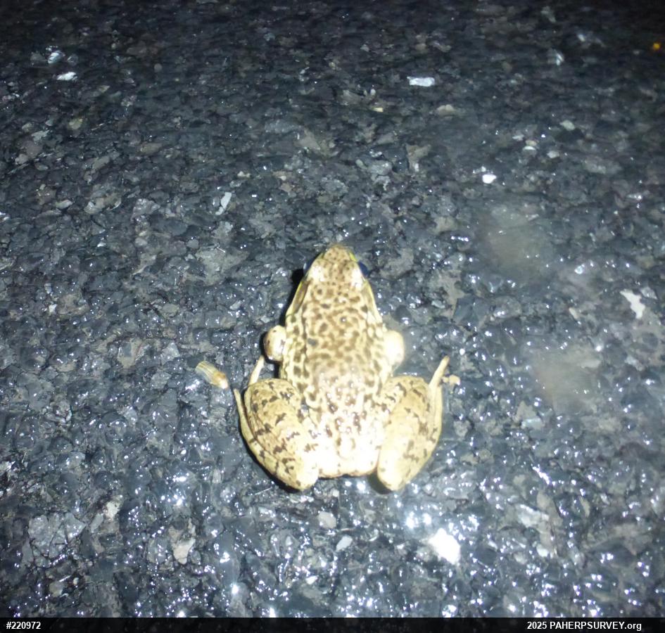 American Bullfrog