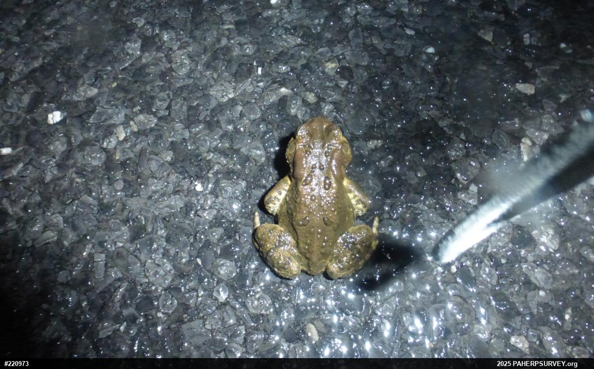 Eastern American Toad