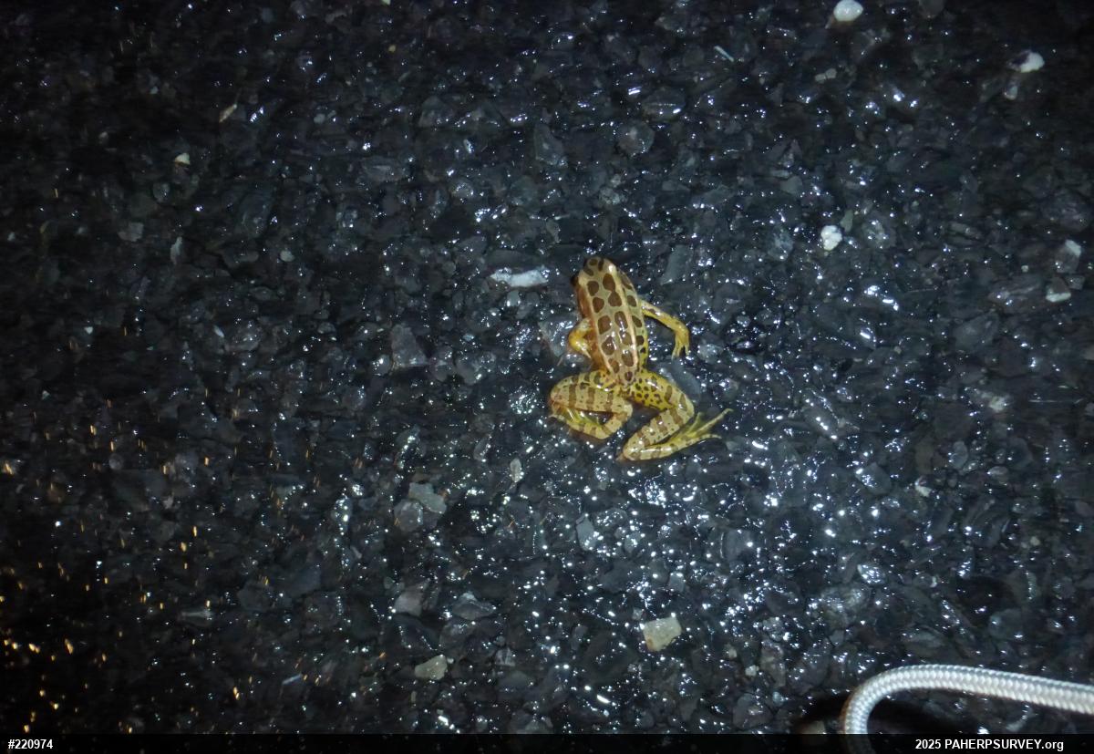 Pickerel Frog