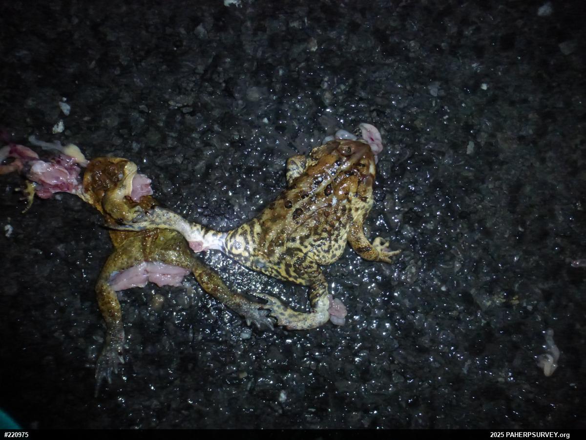 Eastern American Toad