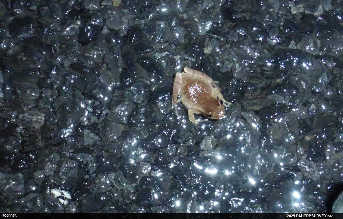 Spring Peeper