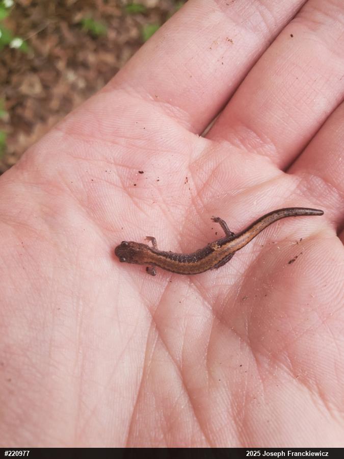 Eastern Red-backed  Salamander
