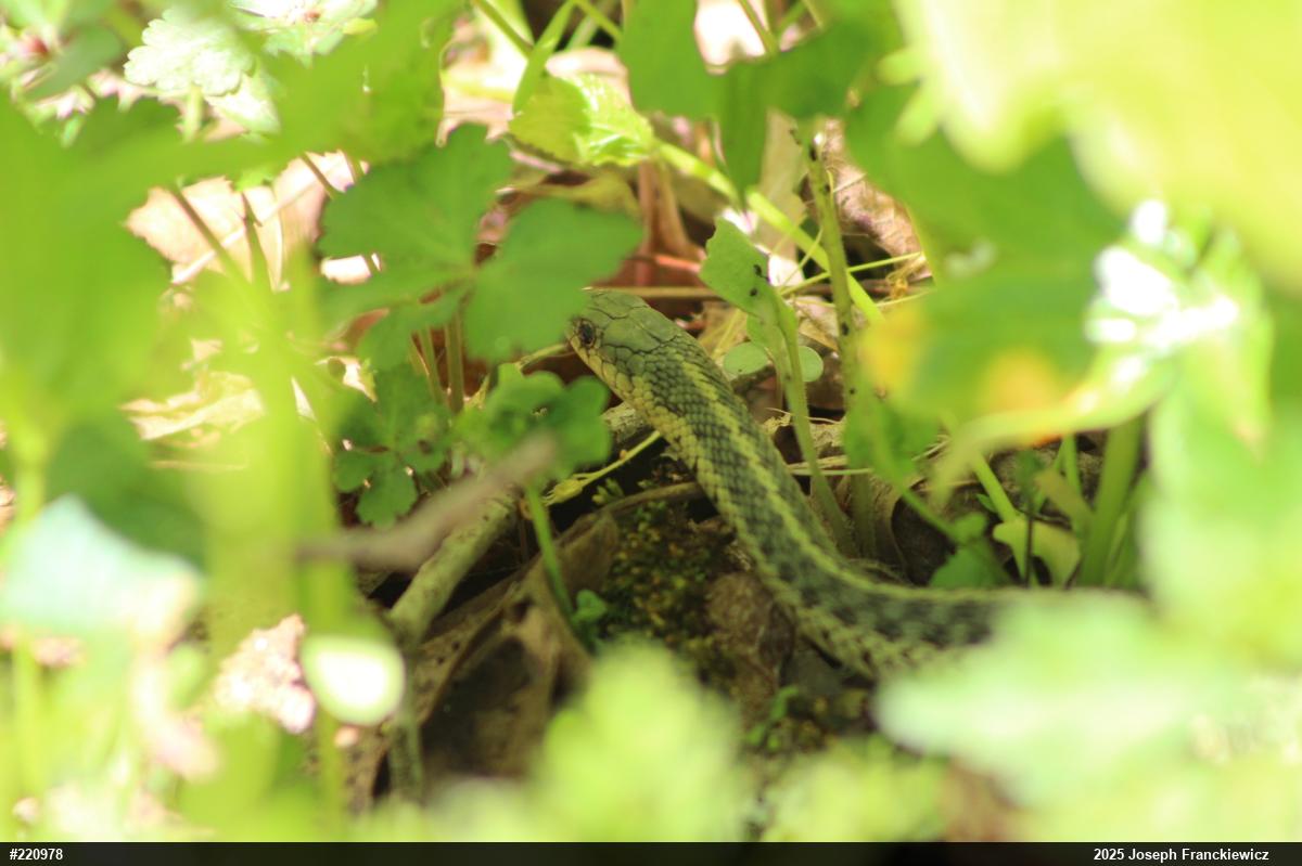Eastern Gartersnake