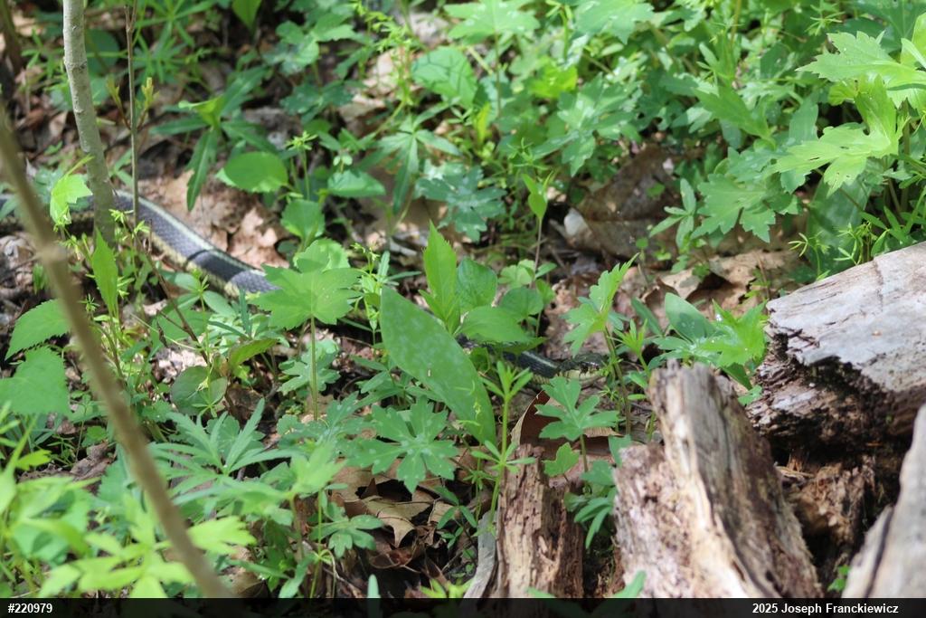 Eastern Gartersnake