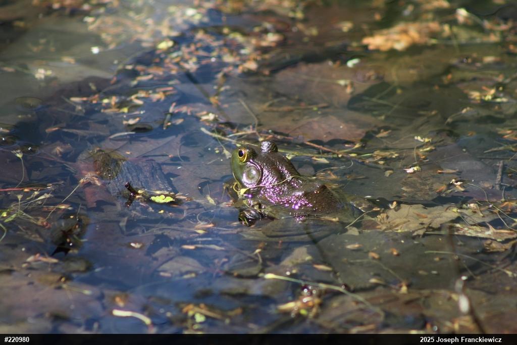 American Bullfrog