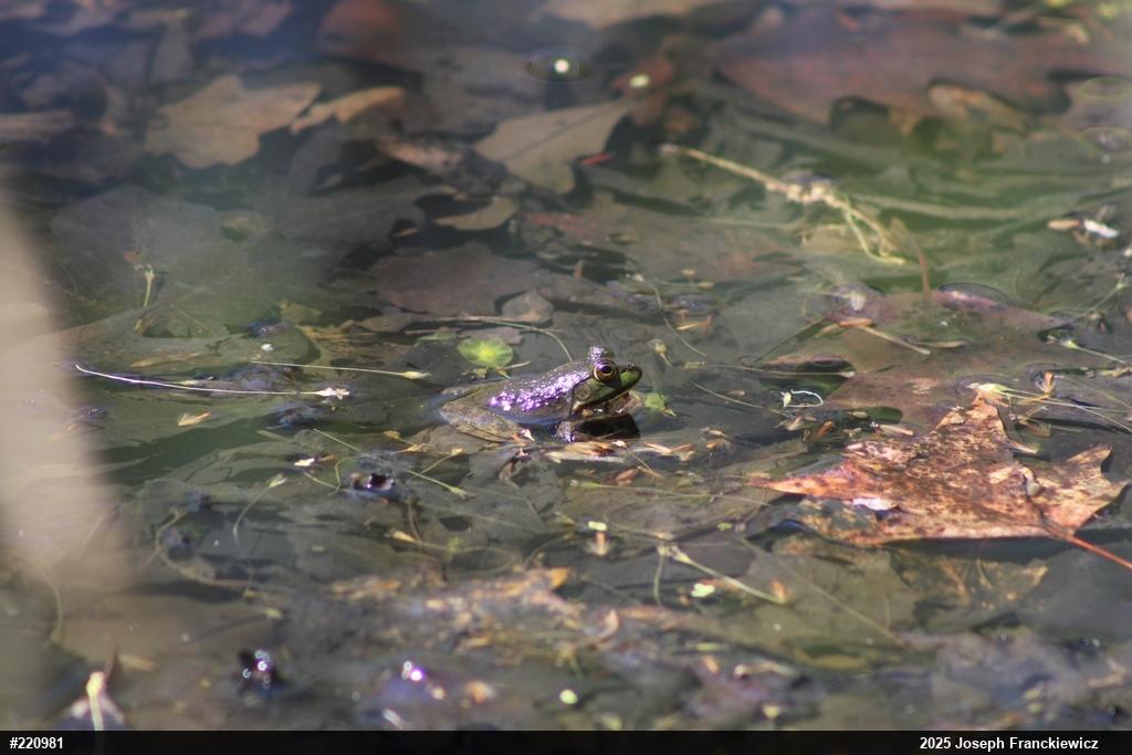American Bullfrog