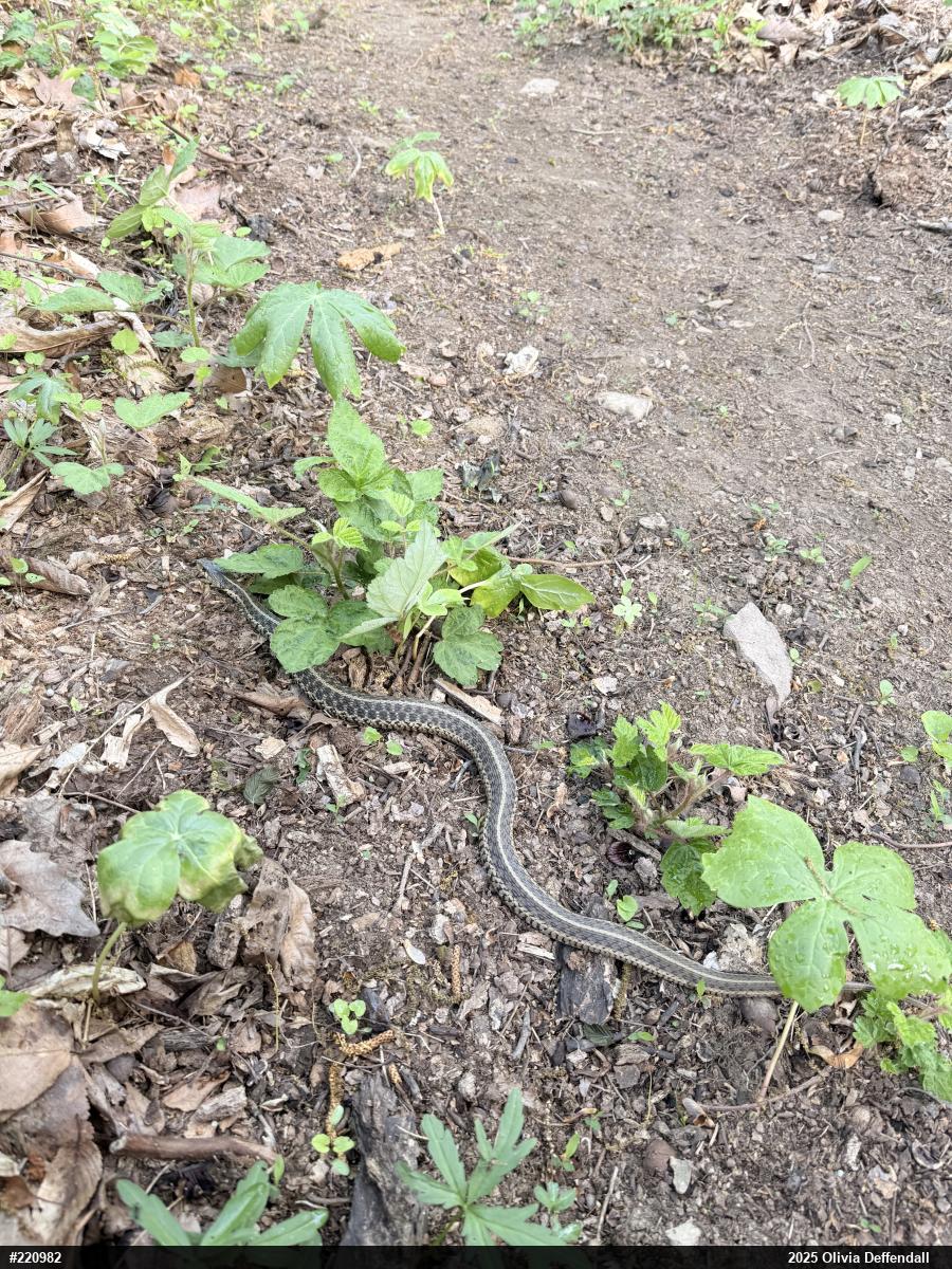 Eastern Gartersnake