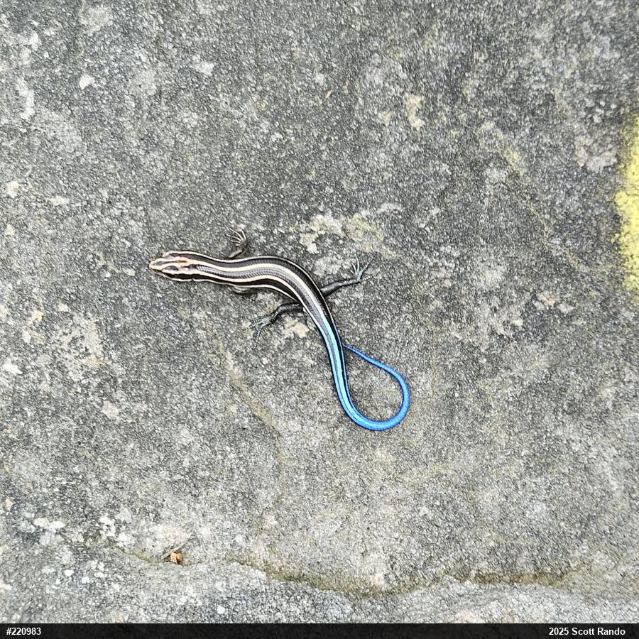 Common Five-lined Skink