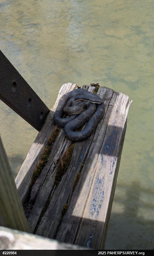 Eastern Ratsnake