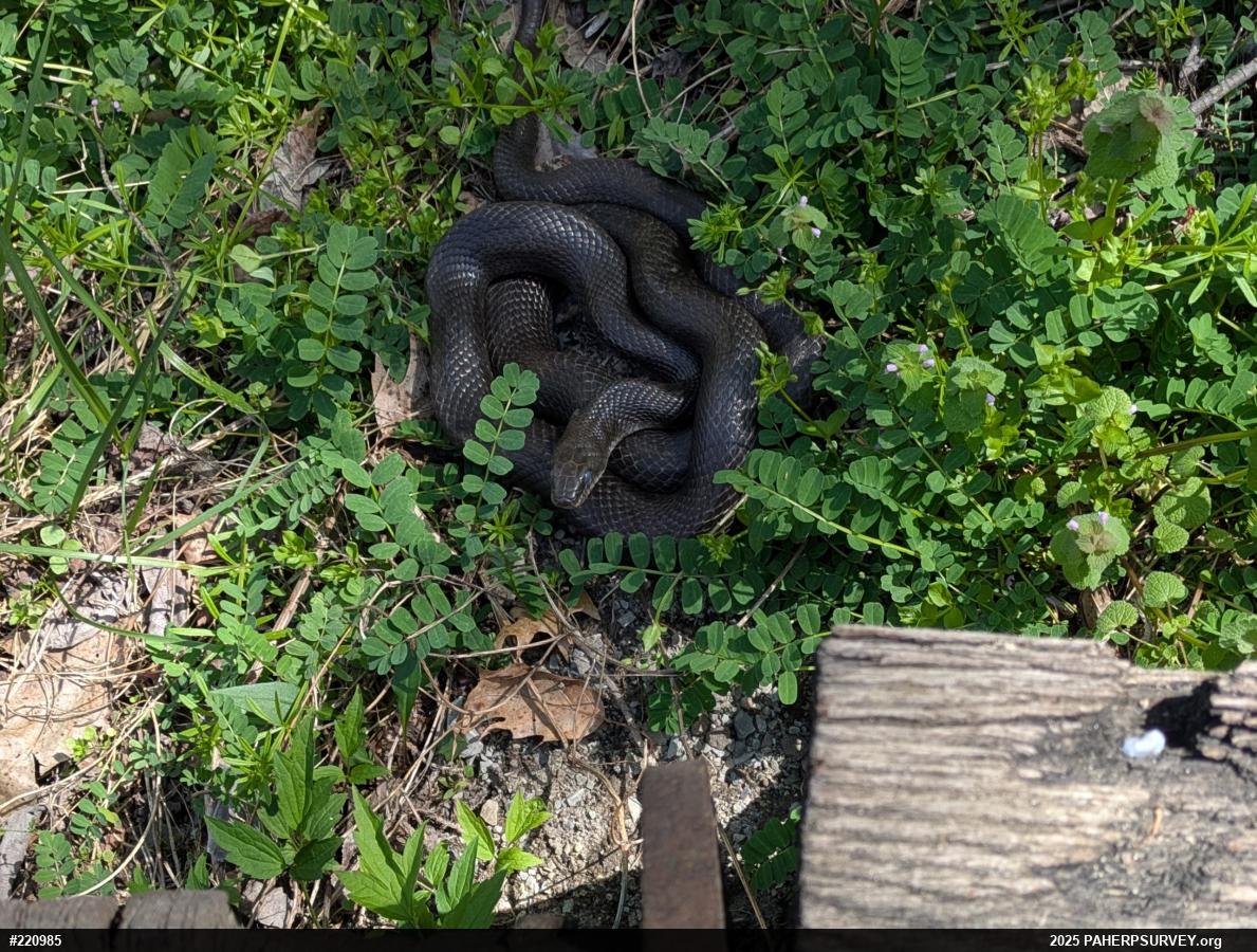 Eastern Ratsnake