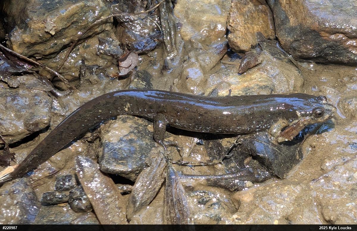 Northern Dusky Salamander