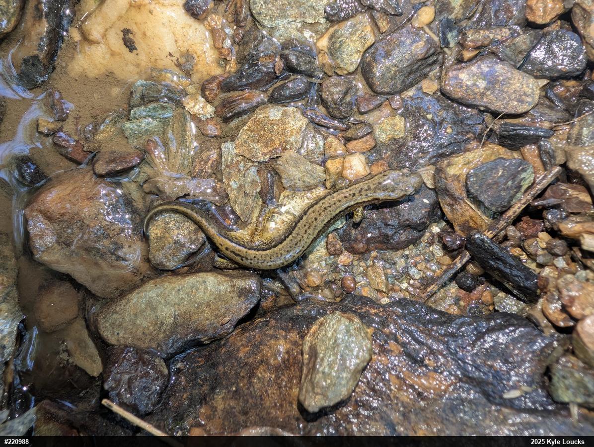 Northern Two-lined Salamander