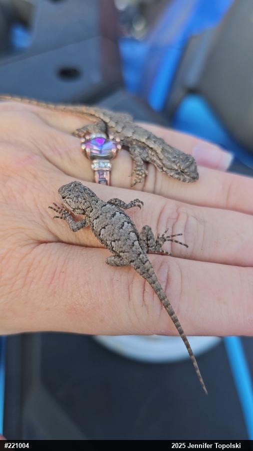 Eastern Fence Lizard
