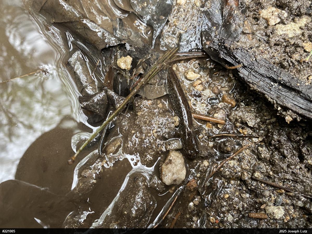 Northern Dusky Salamander
