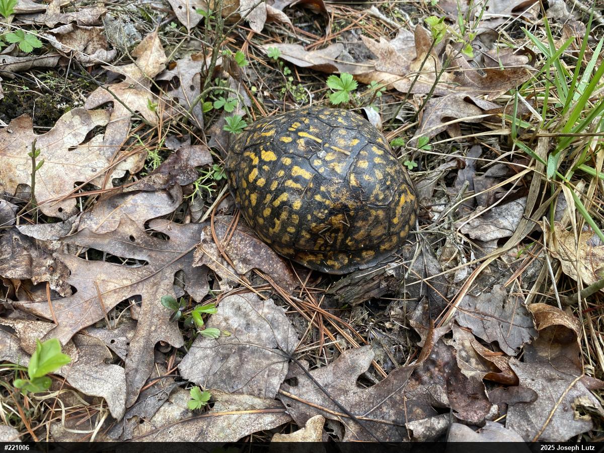 Eastern Box Turtle