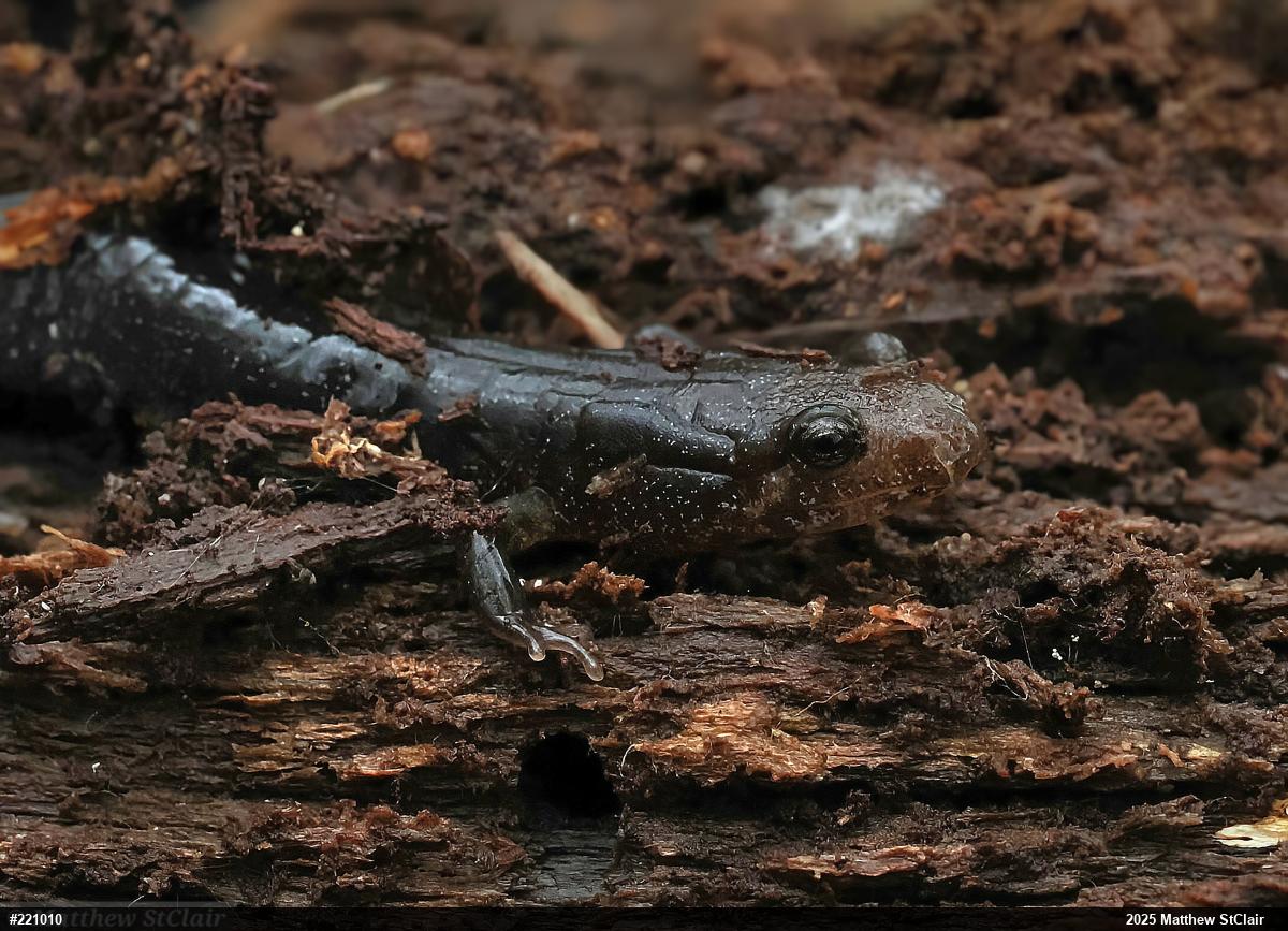 Allegheny Mountain Dusky Salamander