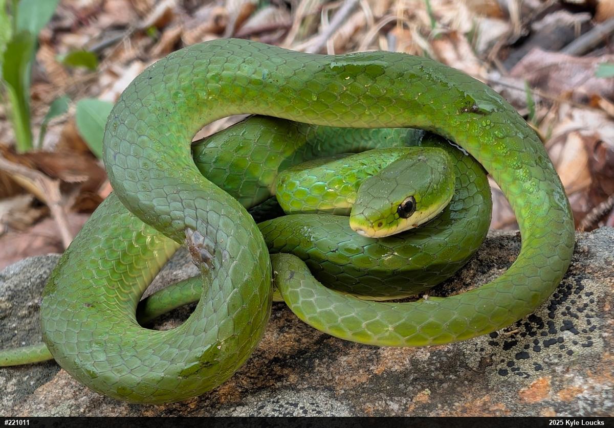 Smooth Greensnake