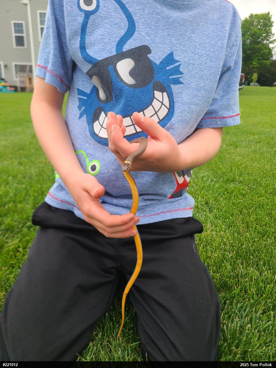 Northern Ring-necked Snake
