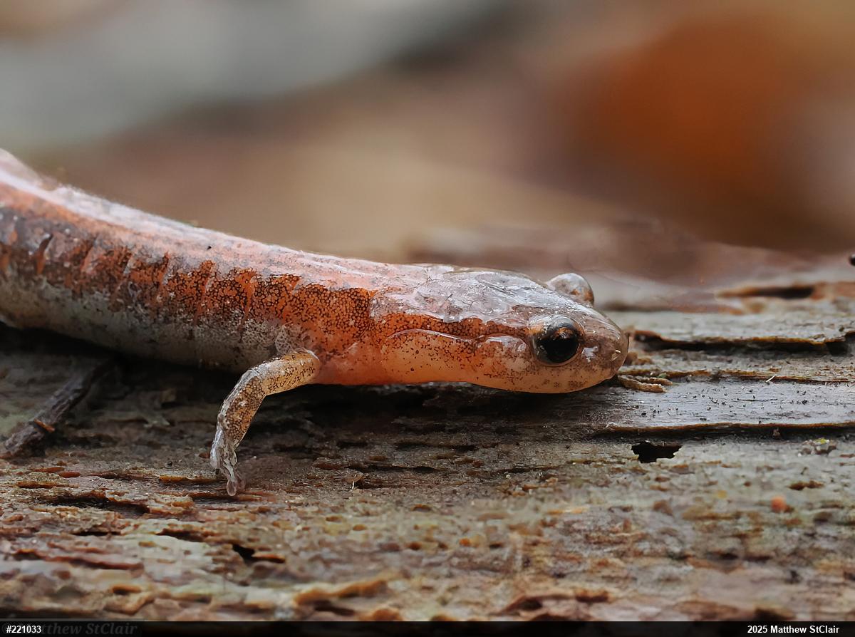Eastern Red-backed  Salamander