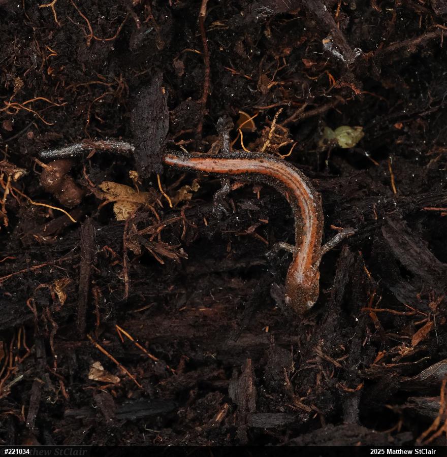 Eastern Red-backed  Salamander