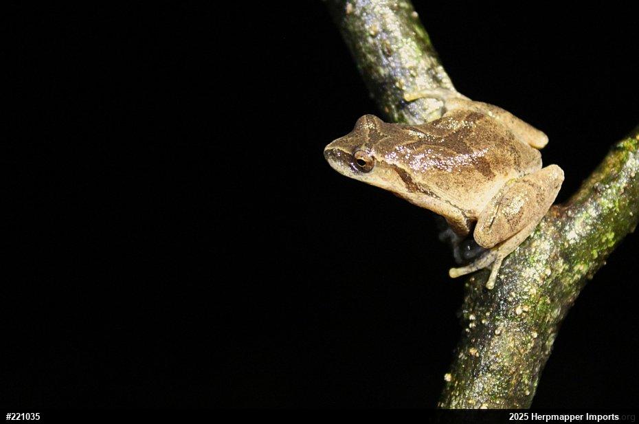 Spring Peeper