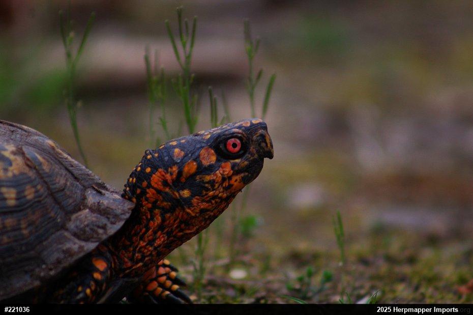 Eastern Box Turtle