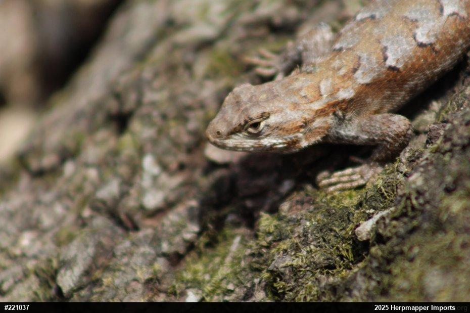 Eastern Fence Lizard