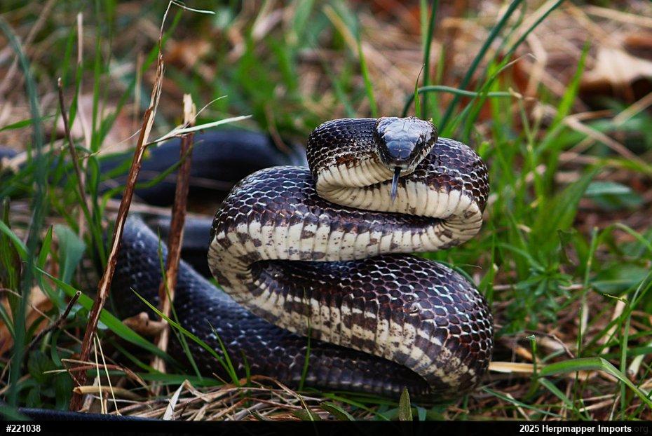 Eastern Ratsnake