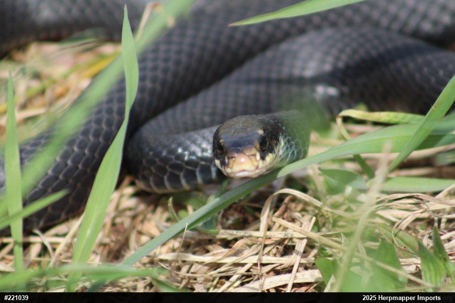 Northern Black Racer