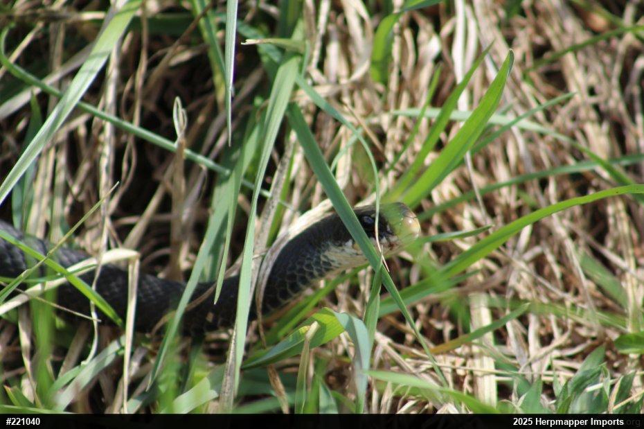 Northern Black Racer