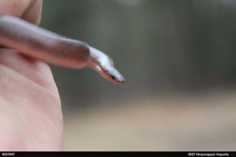 Eastern Wormsnake