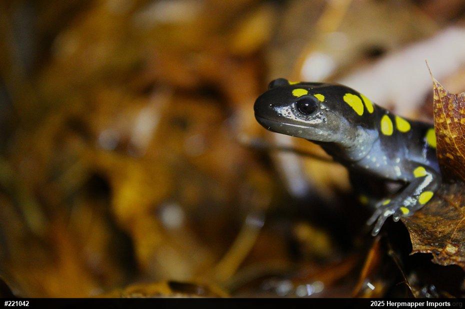 Spotted Salamander