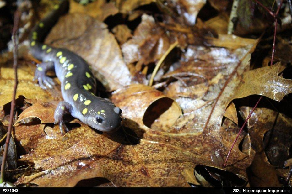 Spotted Salamander