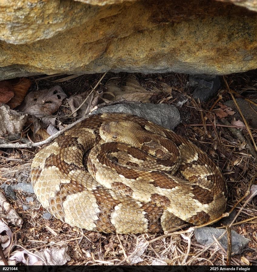 Timber Rattlesnake