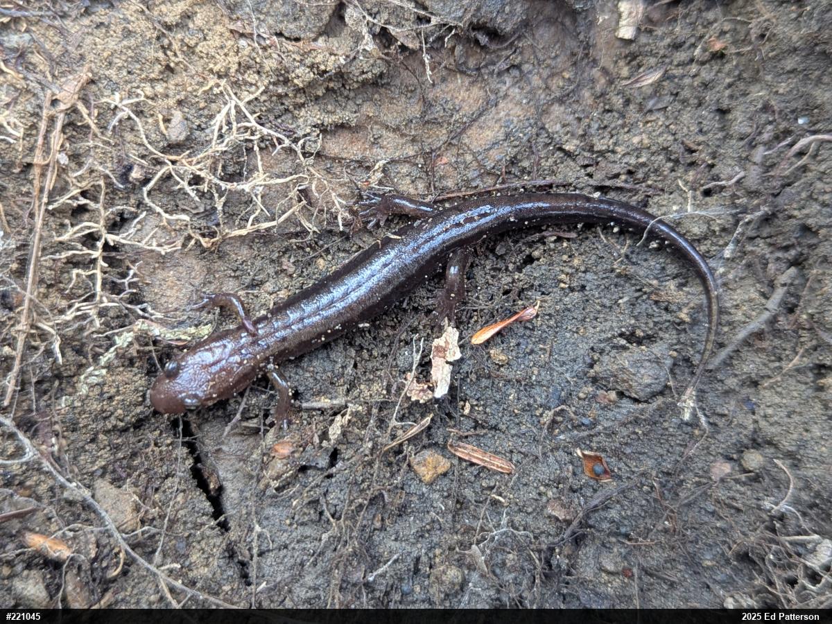 Allegheny Mountain Dusky Salamander