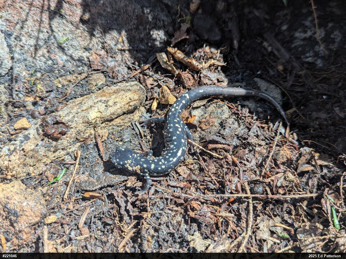 Northern Slimy Salamander