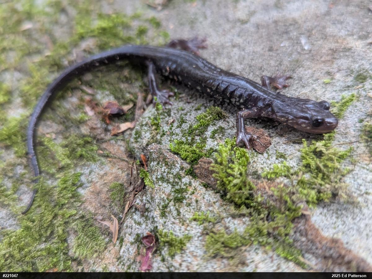 Wehrle's Salamander
